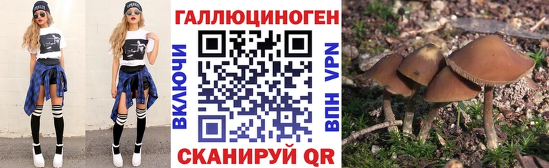 дарнет шоп  Каргат  Галлюциногенные грибы Psilocybine cubensis 